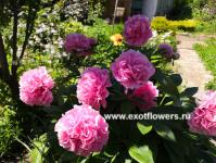 Пион Carnation Bouquet