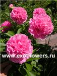 Пион Carnation Bouquet