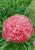 Пион Pink Hawaiian Coral