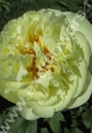Пион Lemon Chiffon