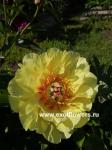 Пион Garden Treasure