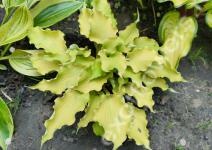 Хоста Jessica Alba