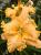 Лилейник Spacecoast Fancy Dancer