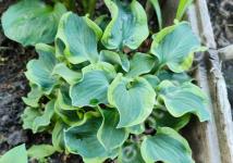 Хоста Smiling mouse