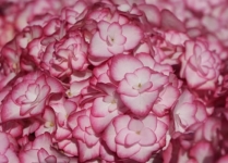 Гортензия крупнолистная You & Me Miss Saori Гортензия крупнолистная You & Me Miss Saori