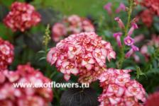 Гортензия крупнолистная You & Me Miss Saori Гортензия крупнолистная You & Me Miss Saori