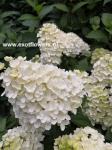 Гортензия метельчатая Summer snow