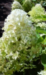 Гортензия Magical Lime Sparkle