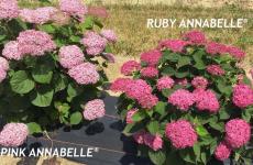 Гортензия древовидная Ruby Annabelle