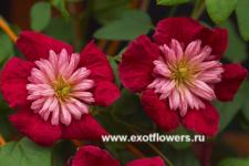 Клематис Avant-garde