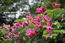 Клематис Princess Diana