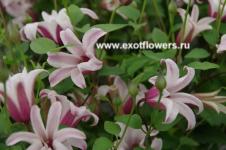 Клематис Princess Kate