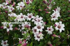 Клематис Princess Kate