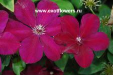 Клематис Westerplatte Клематис Westerplatte