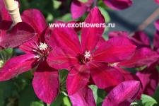 Клематис Westerplatte Клематис Westerplatte