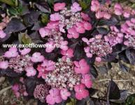 Гортензия пильчатая Daredevil