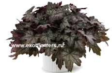 Гейхерелла Kirella Autumn Shades Гейхерелла Kirella Autumn Shades