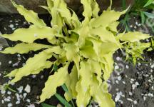 Хоста Wiggles and Sqiggles