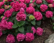 Гортензия крупнолистная Endless Summer Love
