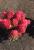 Гортензия метельчатая Little Rosy Контейнер 1,5 литра