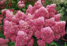 Гортензия метельчатая Petite Flori