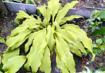 Хоста Kempen Waving Shadow