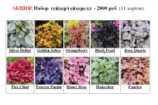 Акция! Набор гейхер/гейхерелл