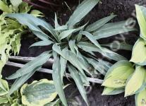 Хоста Silver Twist