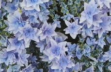 Гортензия крупнолистная Floria Blue