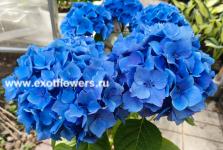Гортензия крупнолистная Marine Blue