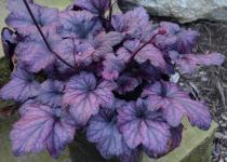 Гейхера Electric Plum
