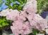Гортензия French Bolero Pink Контейнер 1,5 литра