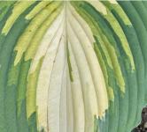 Хоста Love Story