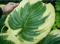 Хоста King of Buchanan