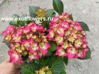 Гортензия крупнолистная Balladia Hot Pink