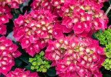 Гортензия крупнолистная Hot Red