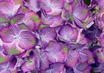 Гортензия крупнолистная Sweet Lips Purple