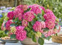 Гортензия крупнолистная Tabletensia Pink