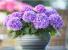 Гортензия крупнолистная Tabletenzia Purple