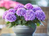 Гортензия крупнолистная Tabletenzia Purple