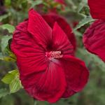 Гибискус Burgundy Velvet