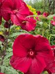 Гибискус Burgundy Velvet Гибискус Burgundy Velvet