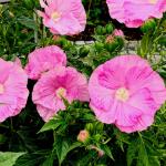 Гибискус Pink Wheel