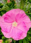 Гибискус Pink Wheel Гибискус Pink Wheel