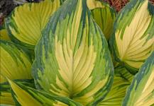 Хоста My Fair Lady