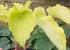 Хоста Valleys Lemon Squach