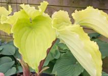 Хоста Valleys Lemon Squach Хоста Valleys Lemon Squach