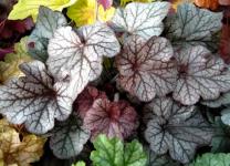 Гейхерелла Northern Exposure Silver