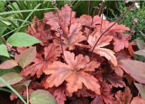 Гейхерелла Hopscotch Гейхерелла Hopscotch