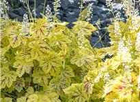 Гейхерелла Solar power Гейхерелла Solar power